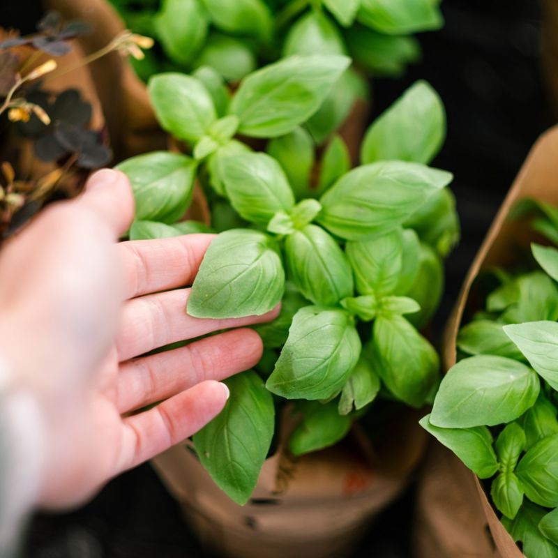 Basil Basil