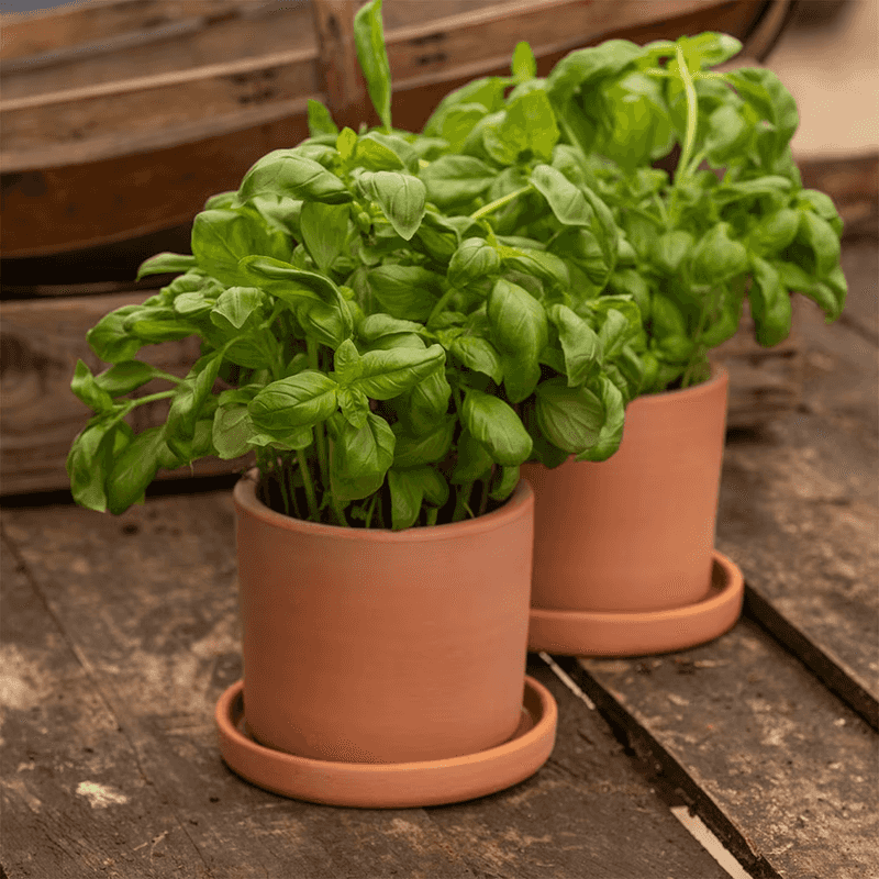Basil