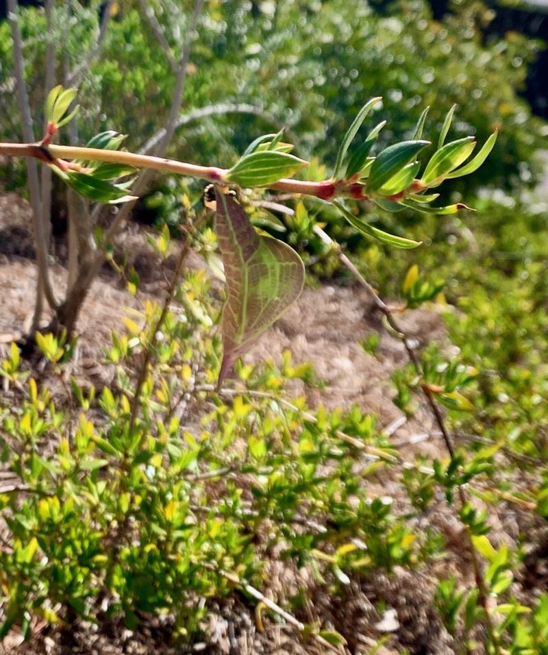 Beach Creeper