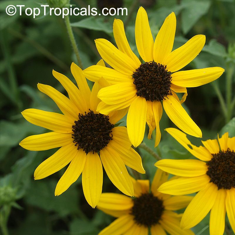 Beach sunflower