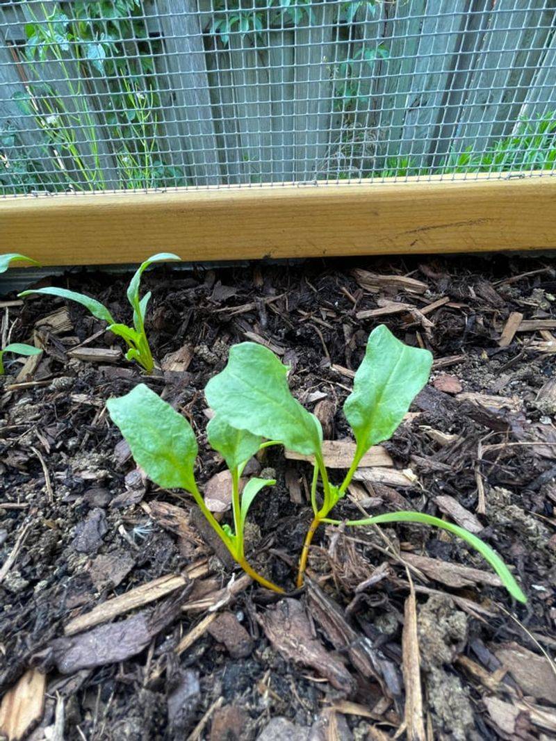 Beet seed clusters can produce crowded rows Beet seed clusters can produce crowded rows
