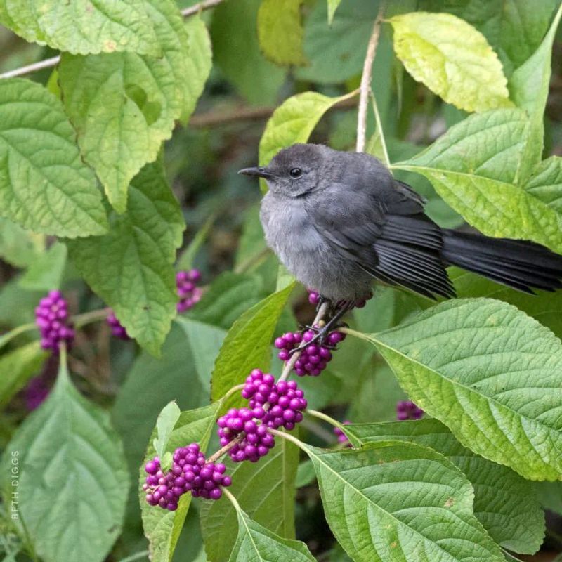 Berries are one part of a bird-friendly yard