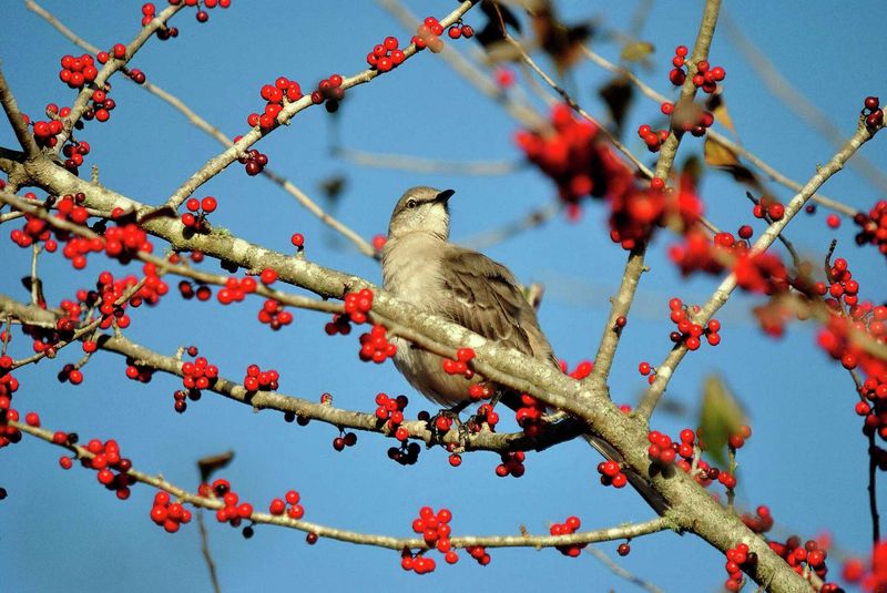 Berry shrubs offer food, not a garden report card