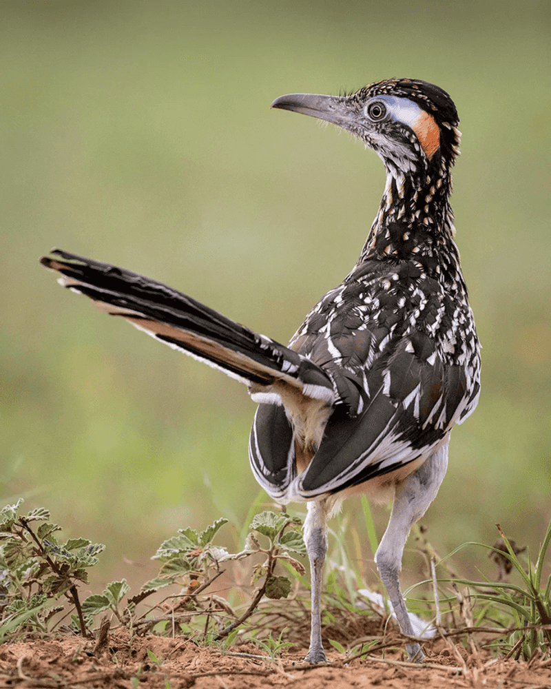 Better habitat cannot promise a roadrunner’s return Better habitat cannot promise a roadrunner’s return