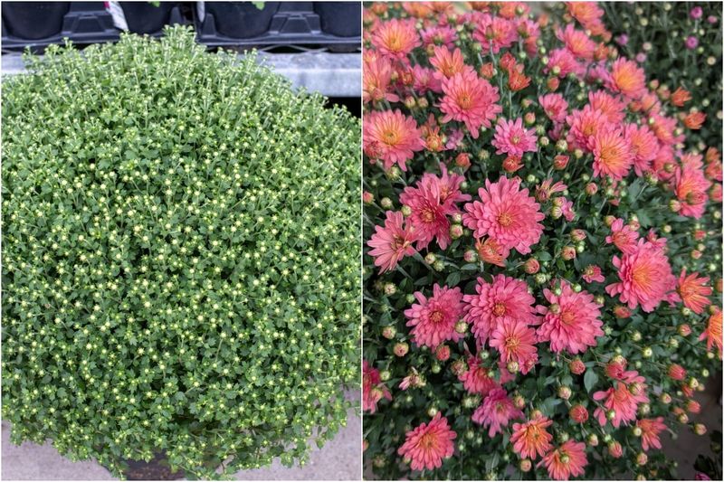 Better watering cannot promise weeks of flowers