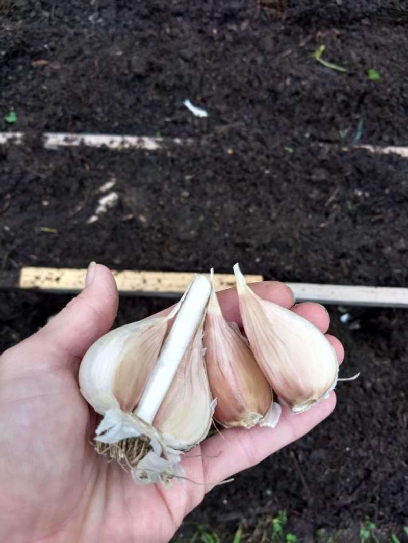 Better winter survival does not guarantee bigger bulbs Better winter survival does not guarantee bigger bulbs
