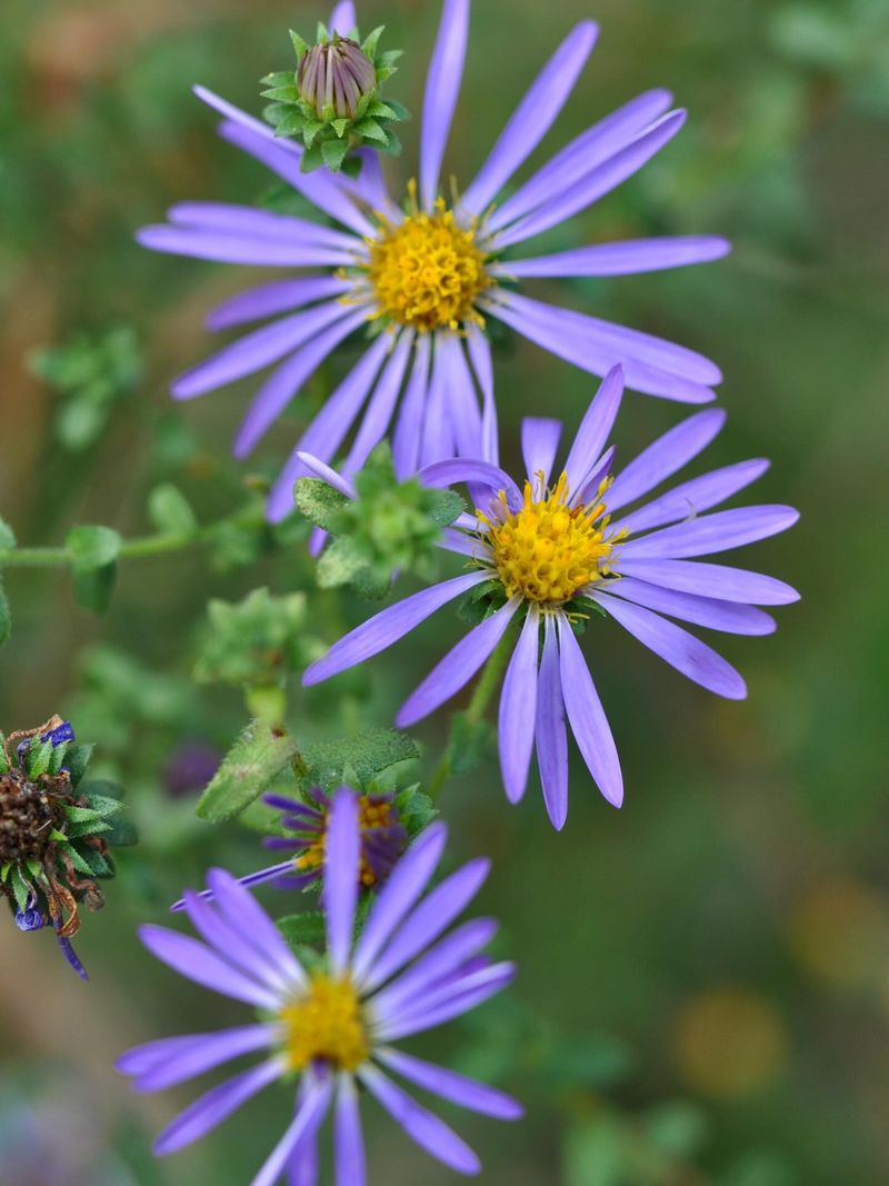 Big-headed aster brings vivid color to the late-season garden Big-headed aster brings vivid color to the late-season garden