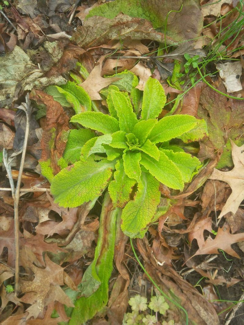 Big leaves do not prove a plant is ready to bloom