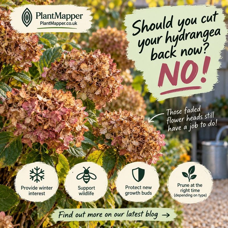 Bigleaf Hydrangea