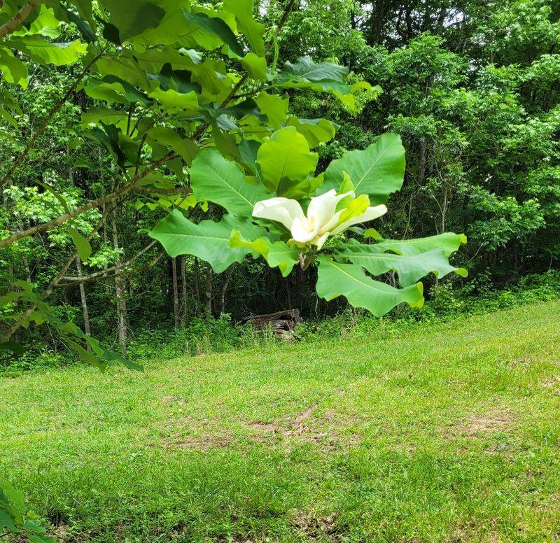 Bigleaf Magnolia Bigleaf Magnolia