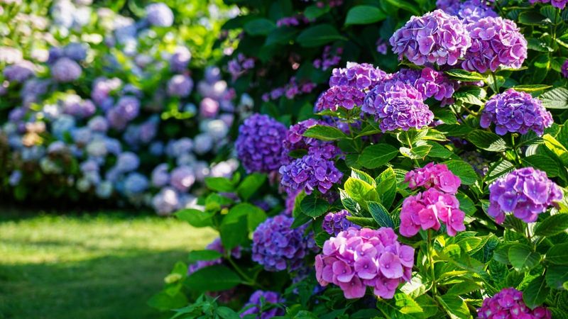 Bigleaf, oakleaf, and mountain hydrangeas bloom on old wood