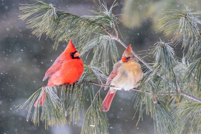 Birds shelter in different ways during storms