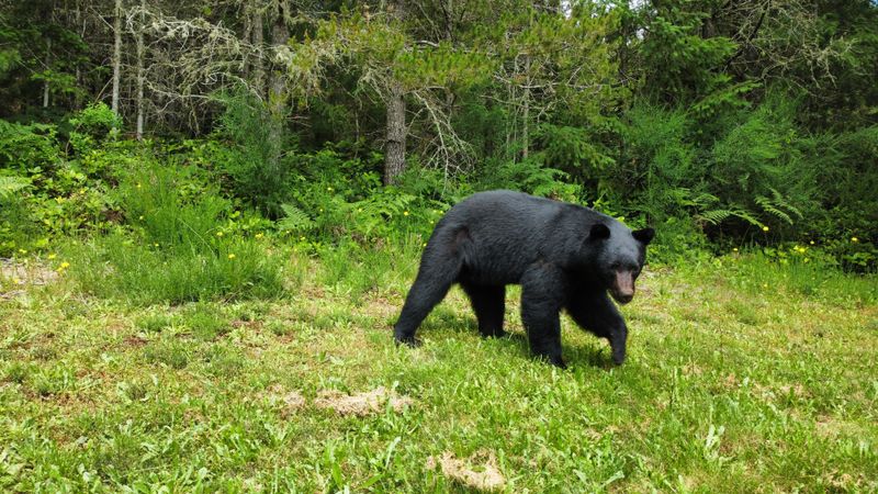 Birdseed and fallen fruit can also attract bears
