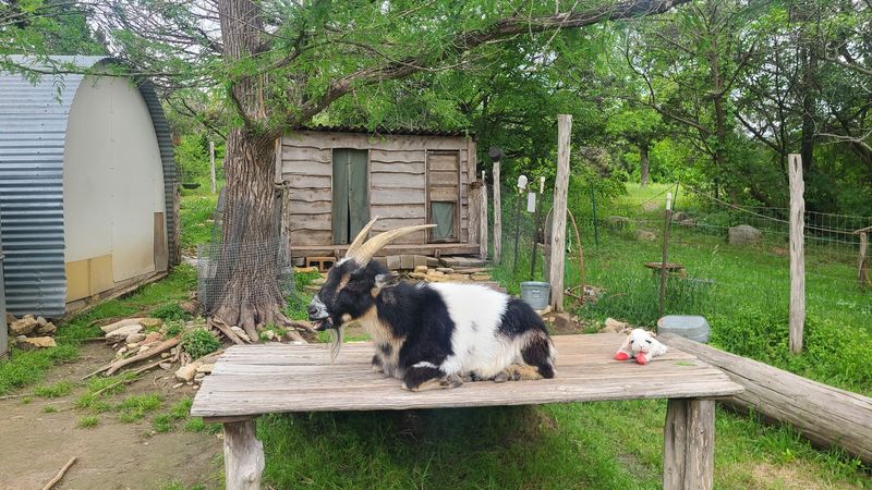 Biscuit the Goat, Chickens, and Dinosaurs Biscuit the Goat, Chickens, and Dinosaurs