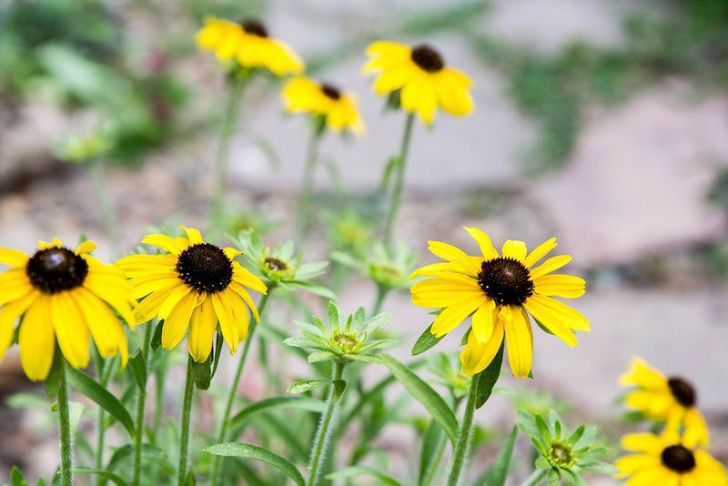 Black-Eyed Susan Black-Eyed Susan