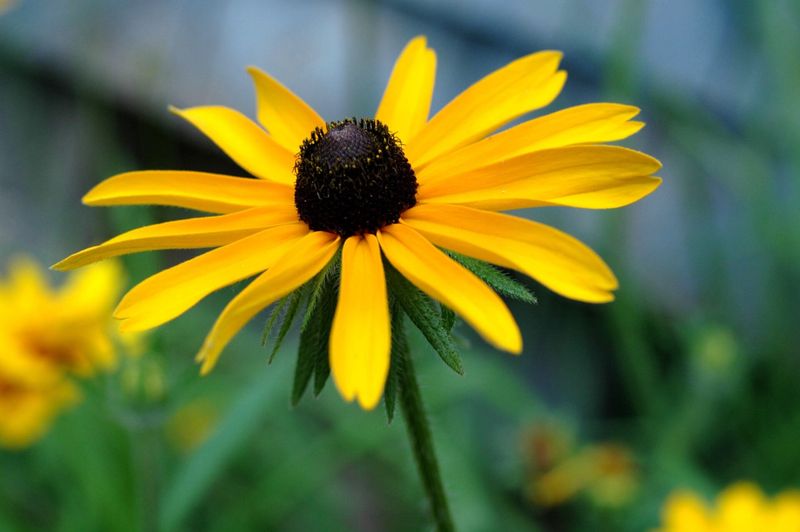 Black-Eyed Susan