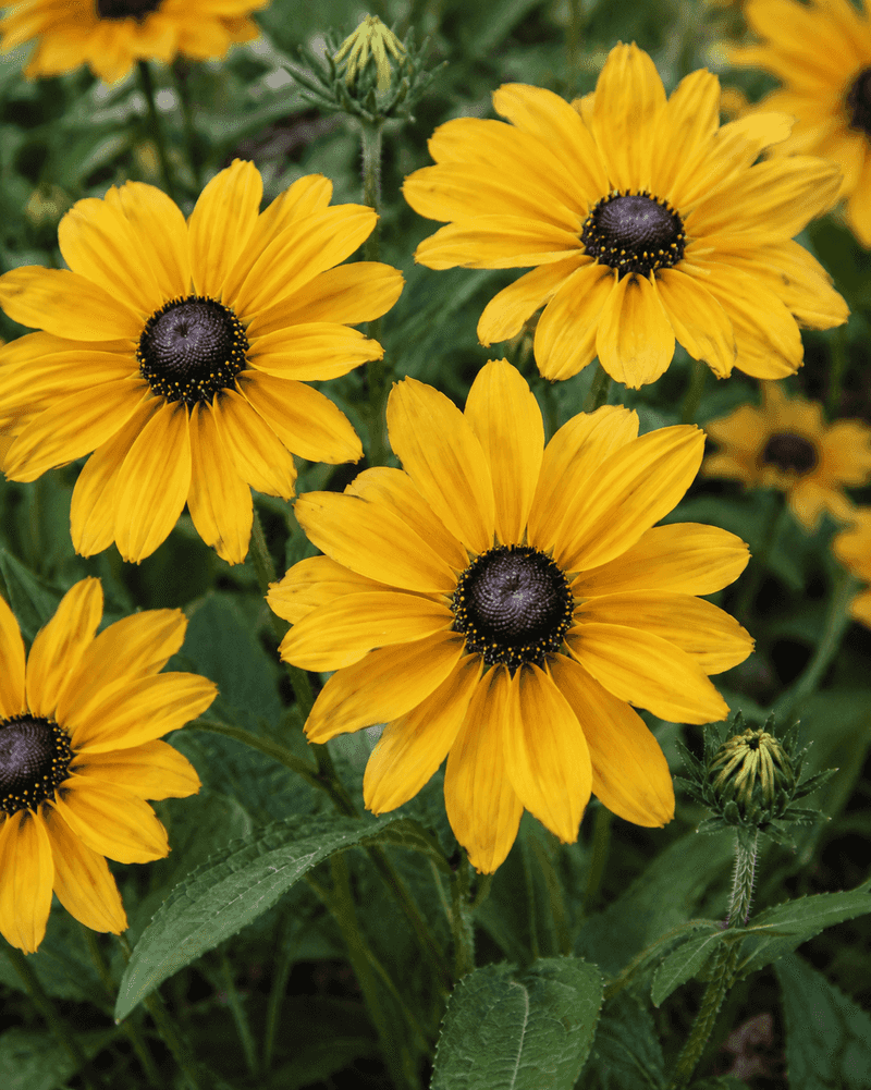 Black-Eyed Susan