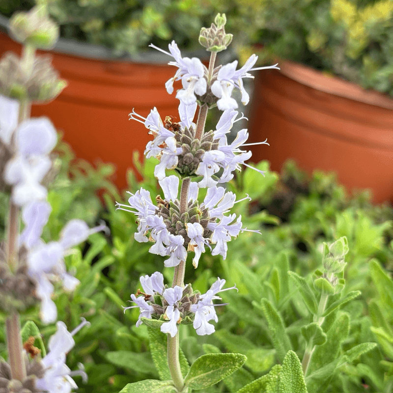 Black Sage (Salvia mellifera) Black Sage (Salvia mellifera)