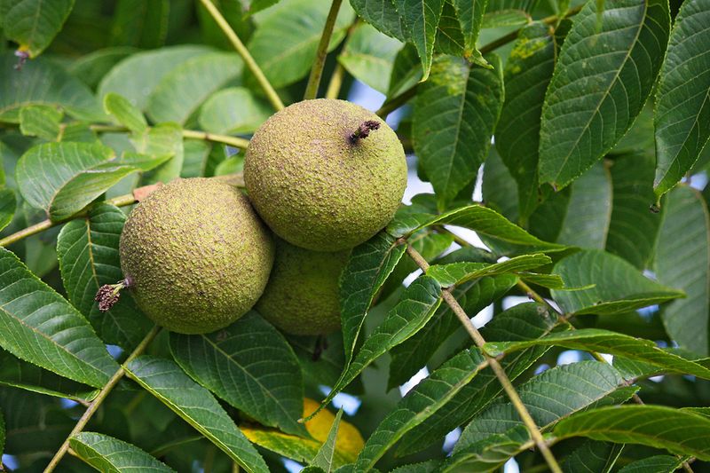 Black Walnut Hulls and Leaves
