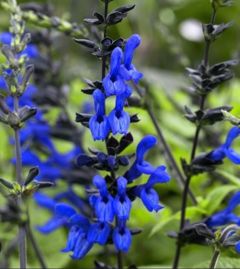Black and Blue Salvia