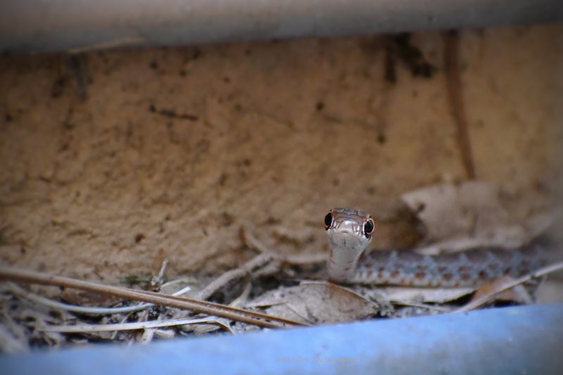 Black racers eat varied prey and use residential areas Black racers eat varied prey and use residential areas