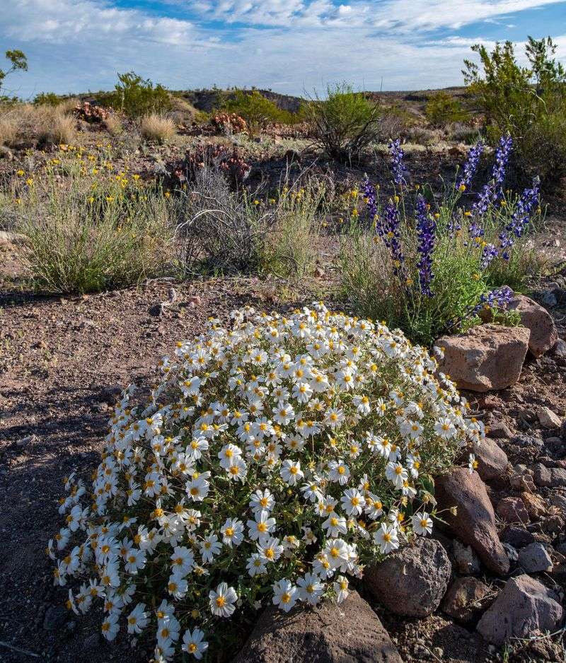 Blackfoot Daisy Blackfoot Daisy