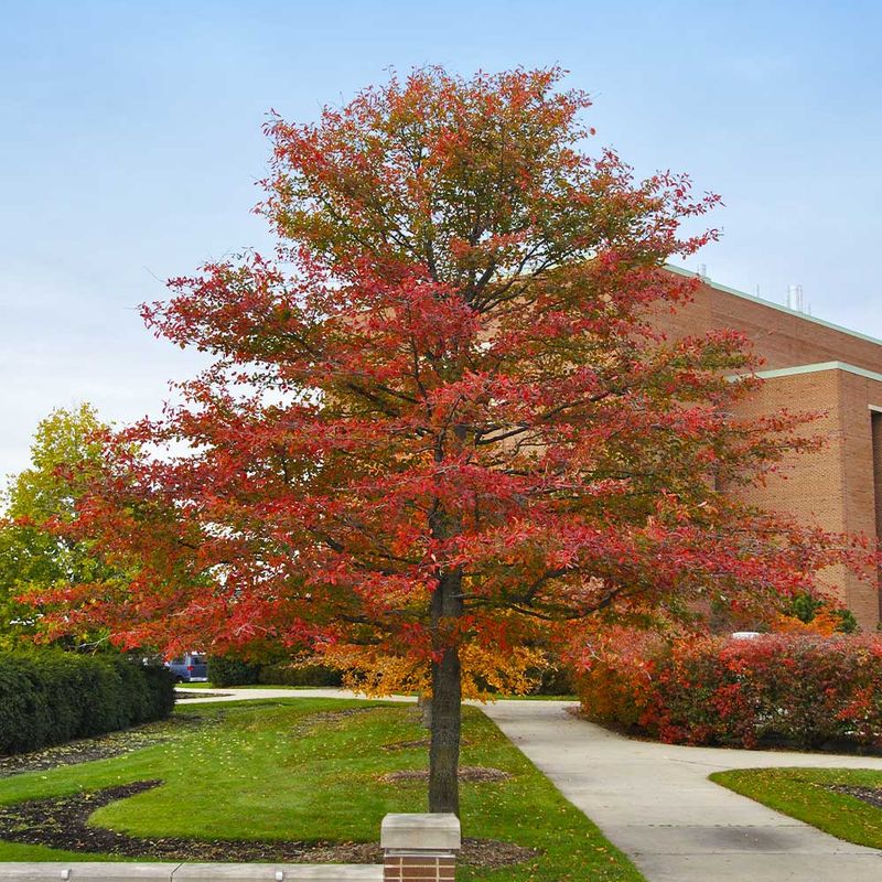 Blackgum