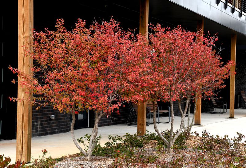 Blackhaw Viburnum