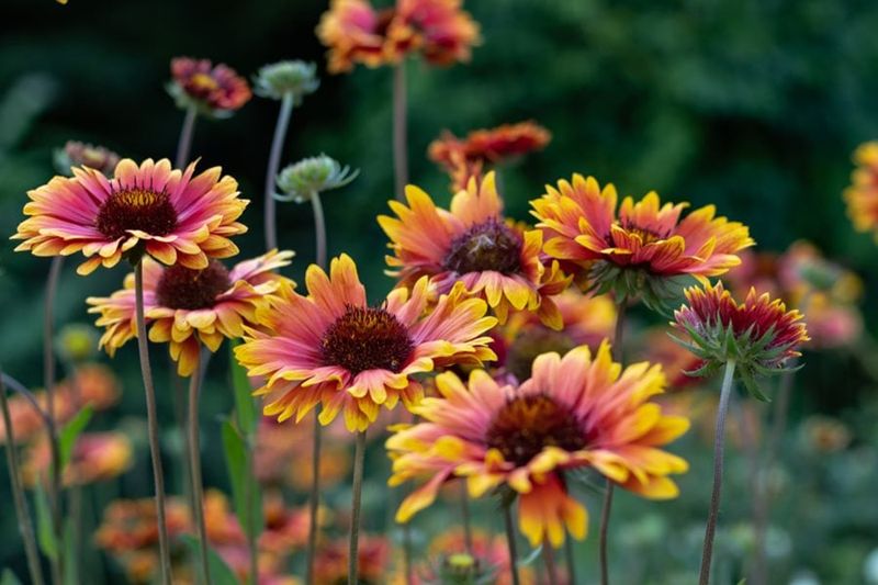 Blanket Flower