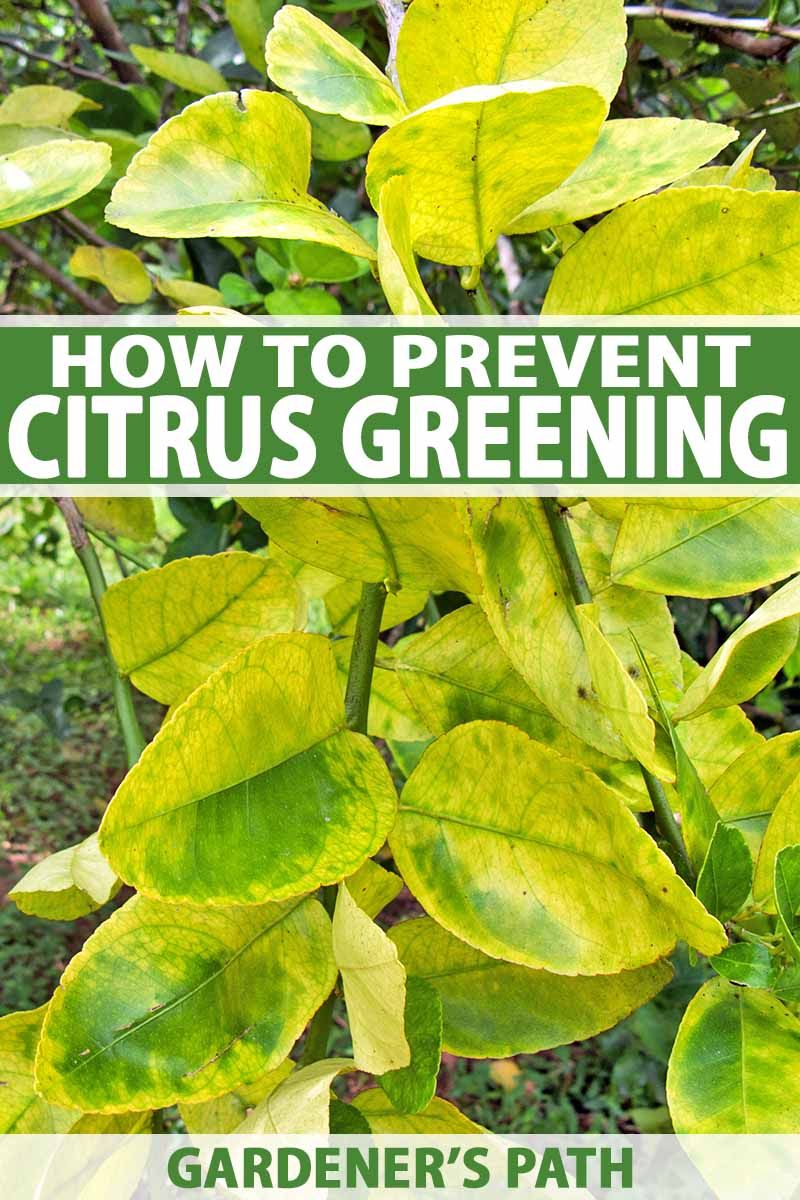 Blotchy yellowing on one side of the tree deserves special attention