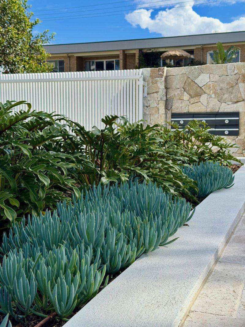 Blue Chalksticks (Senecio mandraliscae)