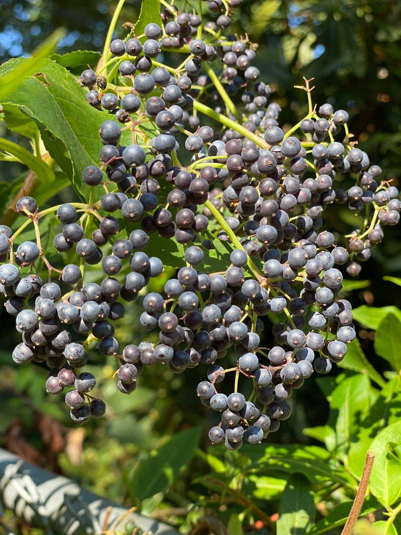 Blue Elderberry Blue Elderberry