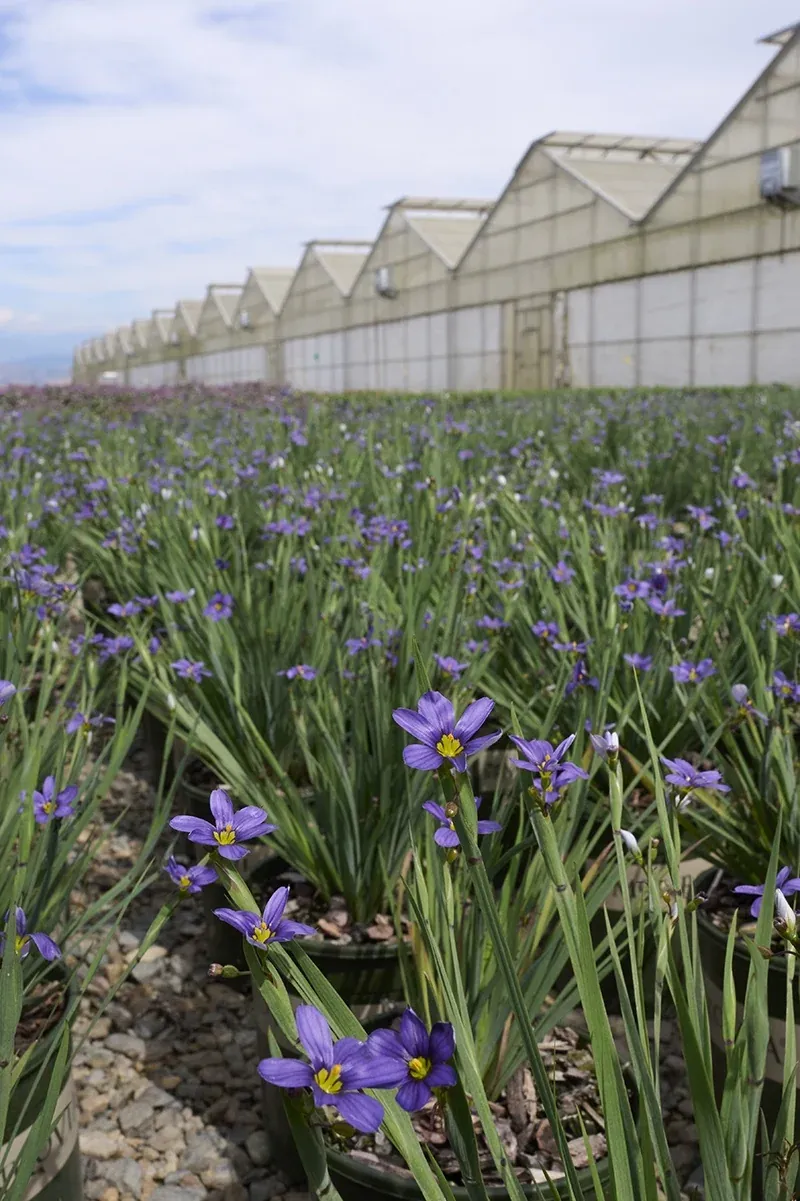 Blue-Eyed Grass Blue-Eyed Grass