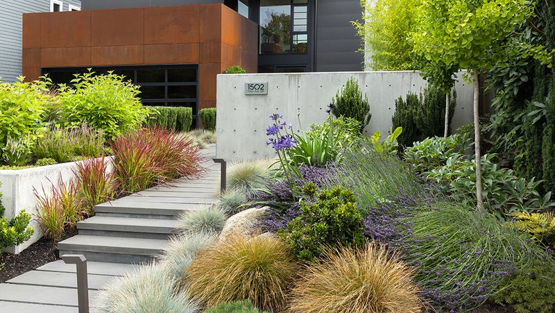 Blue Fescue