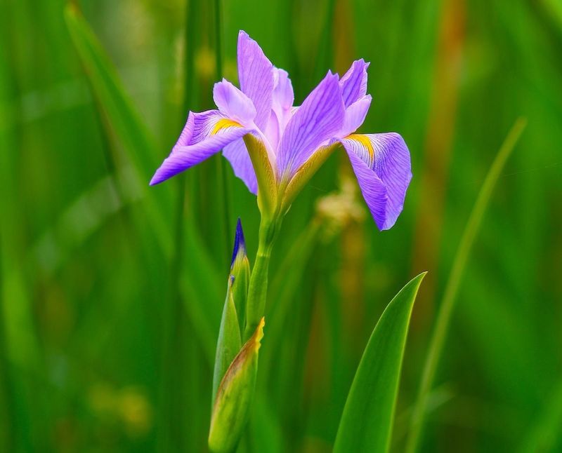 Blue Flag Iris