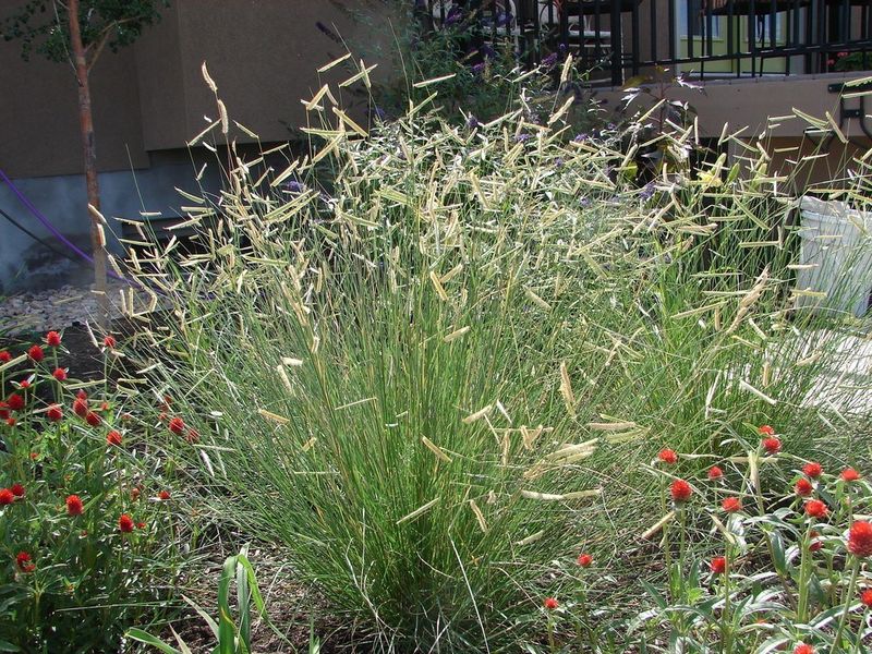 Blue Grama 'Blonde Ambition' (Bouteloua gracilis)