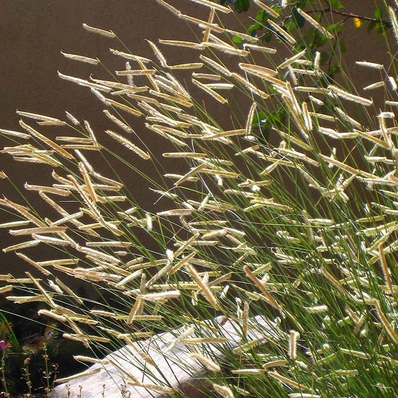 Blue Grama Grass (Bouteloua gracilis)