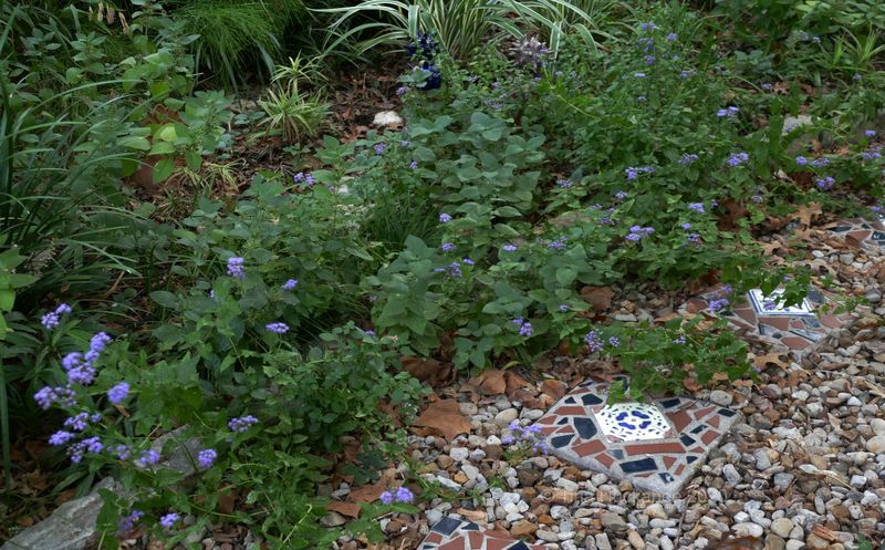 Blue Mistflower (Conoclinium coelestinum)