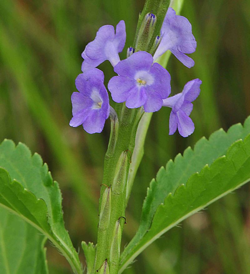 Blue Porterweed