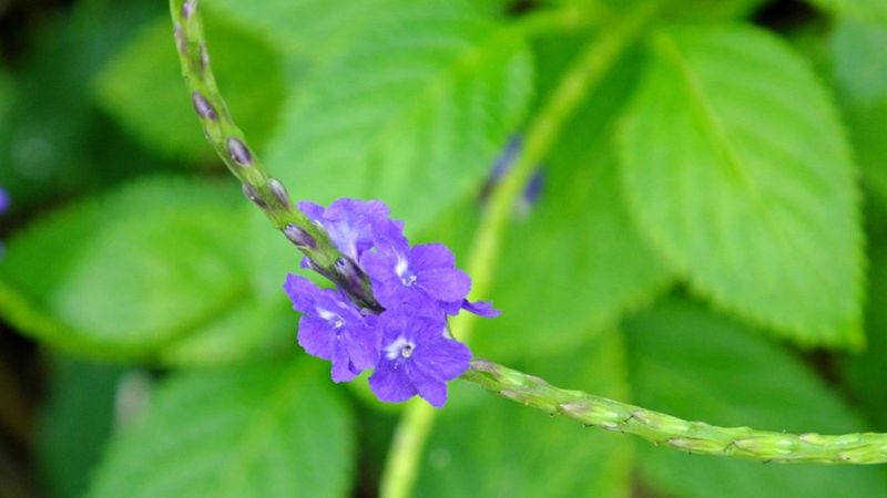 Blue Porterweed