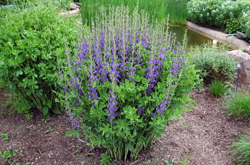 Blue Wild Indigo