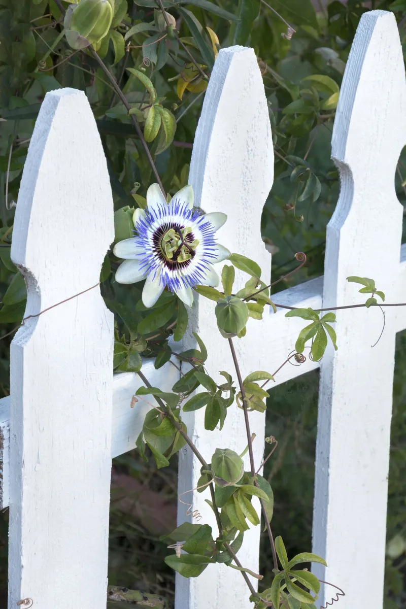 Blue passionflower has regional water and spread considerations Blue passionflower has regional water and spread considerations