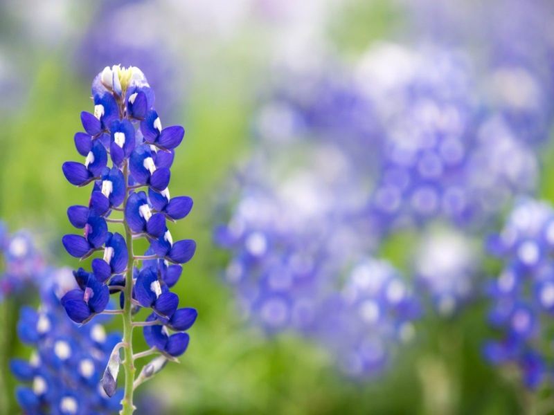 Bluebonnets Bluebonnets