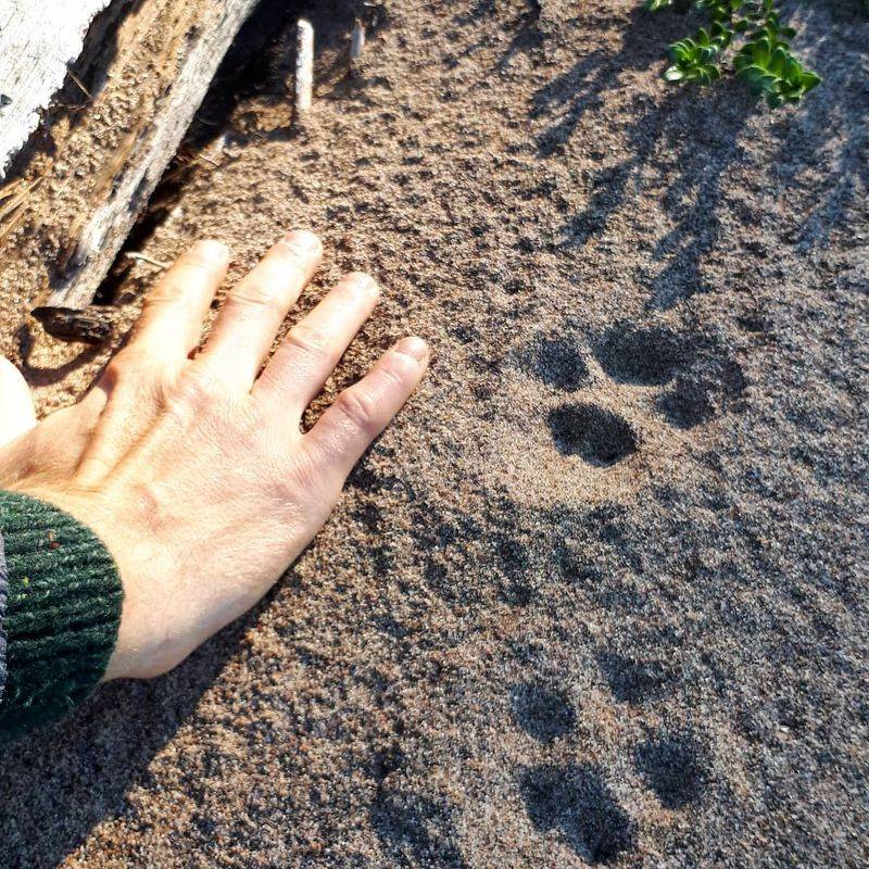Bobcat Bobcat