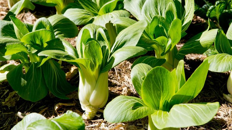 Bok Choy Bok Choy