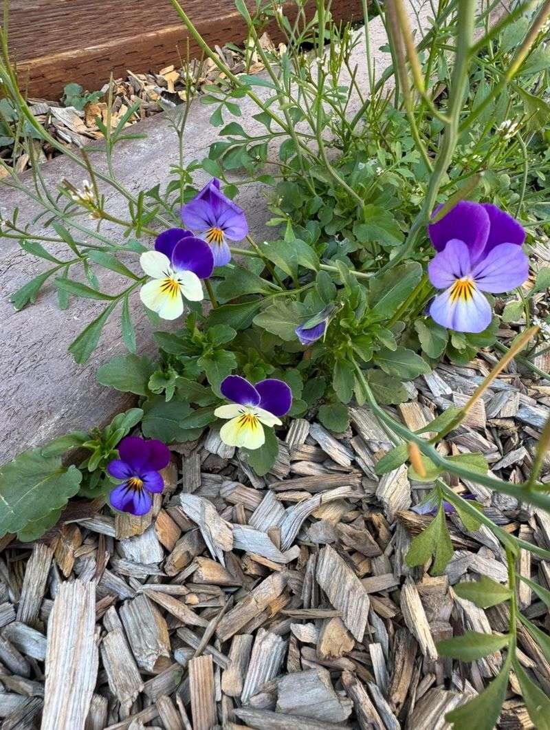 Bonus Perk: Early Pollinator Snacks