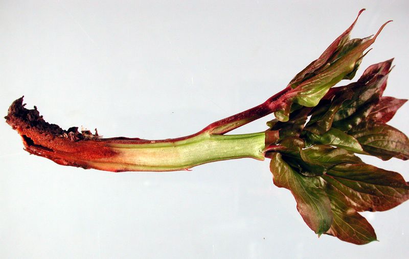 Botrytis can cause rot, collapse, and gray growth Botrytis can cause rot, collapse, and gray growth