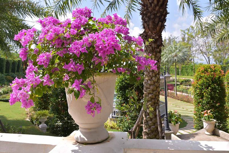 Bougainvillea