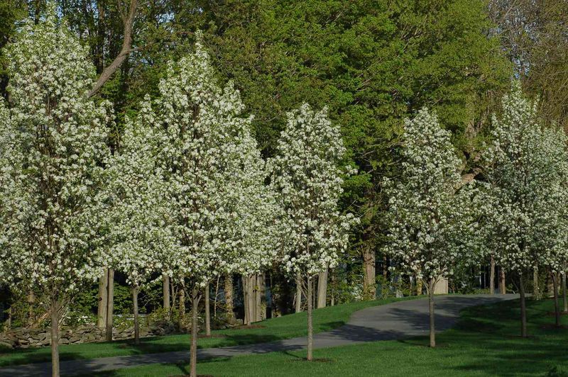 Bradford pear’s spring show comes with documented drawbacks