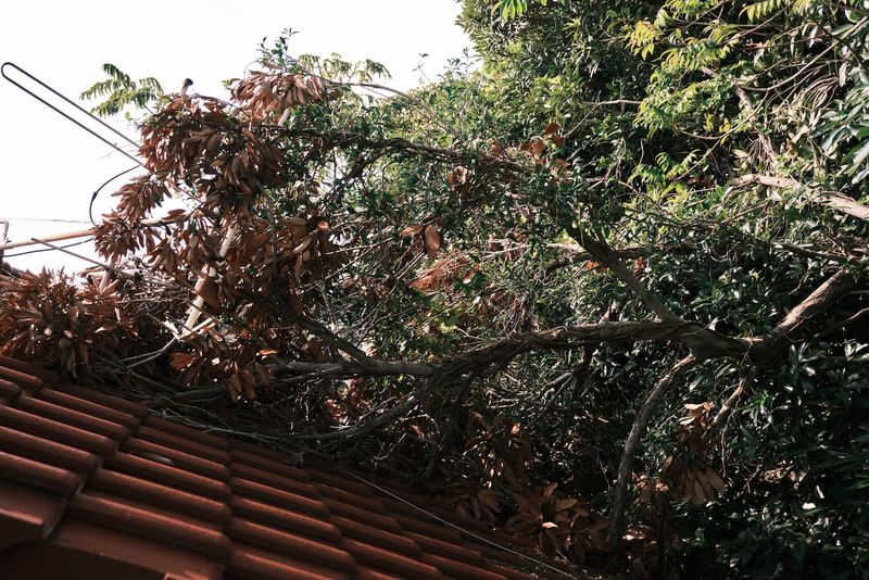 Branches can reach a roof; litter is a separate nuisance